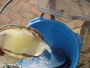 屋根　外壁　塗装　リフォーム　岡崎市　ガイナ　価格　施工事例